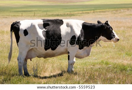 A holstein cow standing calmly in the grass looking at the camera with a sly look :)