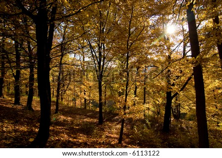 A golden forest in the fall