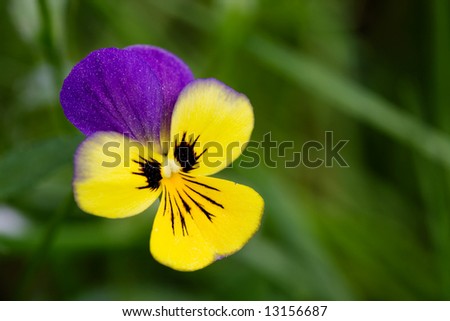 Johnny Jump Up flower or Heartsease macro latin: viola tricolor