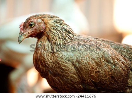 A chicken in a market for sale