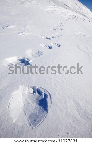 Footprints from a polar bear in the snow at Svalbard, Norway