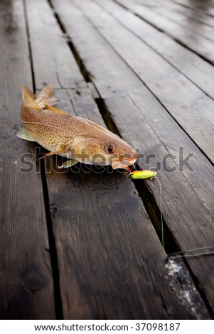 A fresh caught cod fish with hook in it\'s mouth