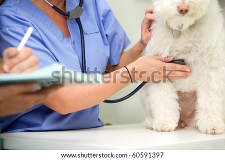 A dog at a small animal clinic having his heart rate taken