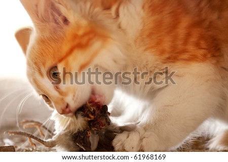 A cat eating a bird it has caught - motion blur on cat\'s head