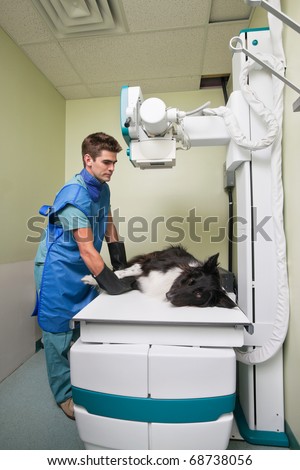 Dog receiving an x-ray at a veterinary clinic