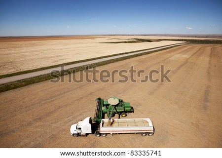 A combine unloading a harvest of lentils onto a truck on the prairie