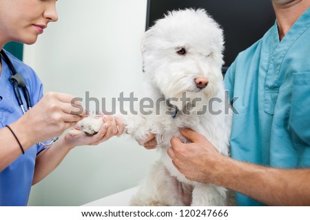 Cropped view of young veterinarian doctors taking blood work from dog