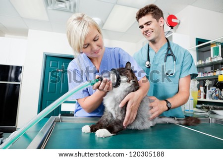 Vet prearing a cat for surgery