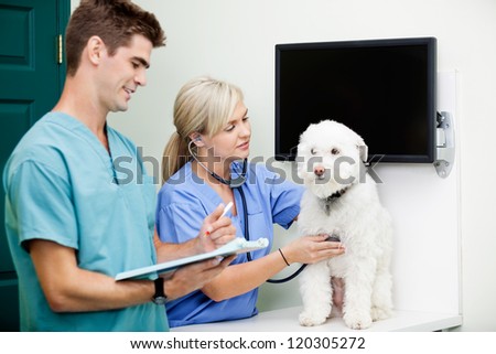Young veterinarian doctors in scrubs examining a dog at clinic