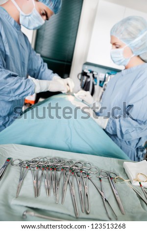 Focus on surgical forceps with veterinarian doctors operating on an animal at clinic