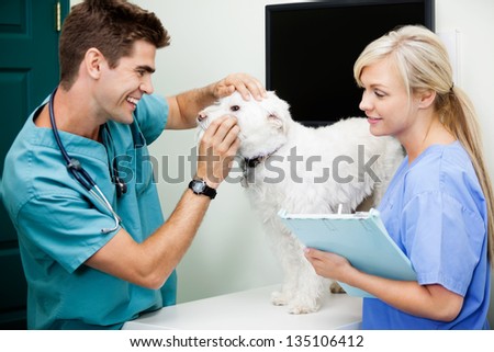 Female nurse with young veterinarian doctor examining a dog at clinic