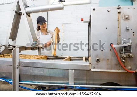 Young female beekeeper brushing honeycomb before extracting honey in factory