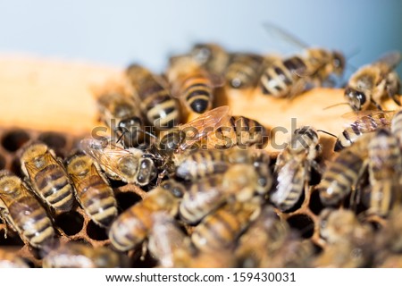 Detail of bees swarming on honeycomb frame with queen bee in center