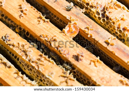 Full frame shot of wooden honeycomb frames with bees