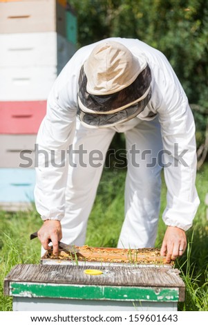 Beekeeper wearing protective workwear working in his apiary