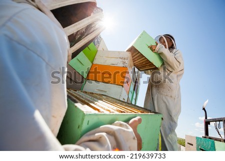 Low angle view beekeepers unloading honeycomb boxes together from truck at apiary