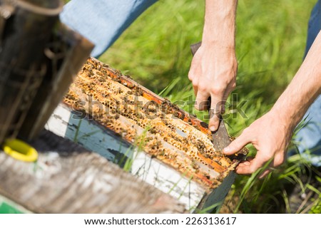 Cropped image of beekeeper removing honeycomb frames from crate at apiary