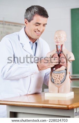 Mature male teacher smiling while examining anatomical model at desk in classroom