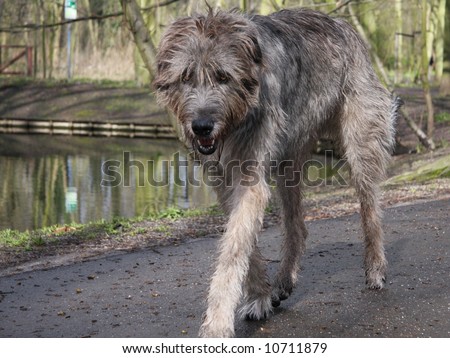 Irish Wolfhound - The Tallest Dog Breed Stock Photo 107