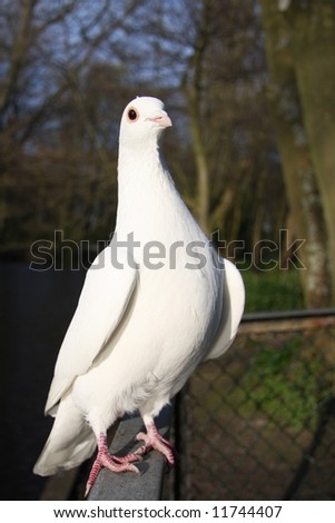 white pigeon ready to take off