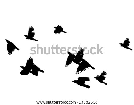 Black Birds on Black Birds In Flight Over White  Vector Illustration    13382518
