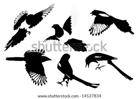 birds in flight. black. clip