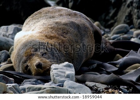 New Zealand Fur Seal Sleeping