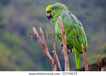 Costa Rica Parrot