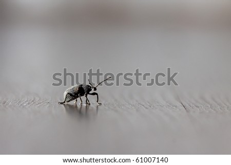 brown floor with a ground beetle in dark lighting and shallow dof