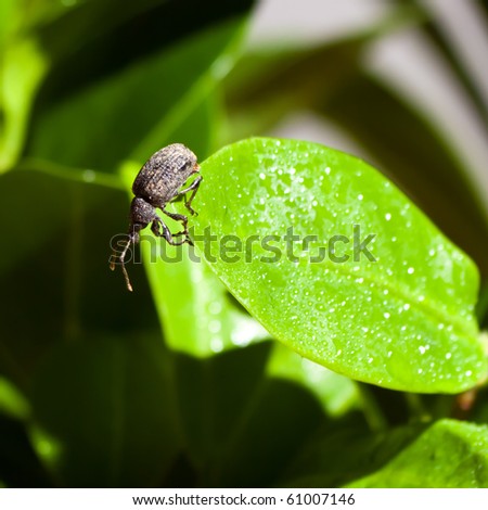 grey beetle