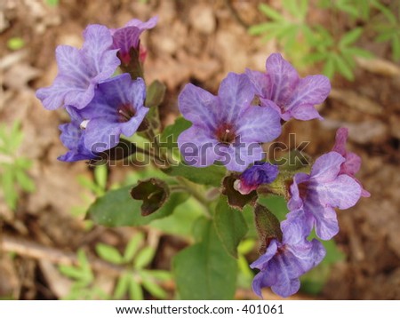 Purple forest flowers