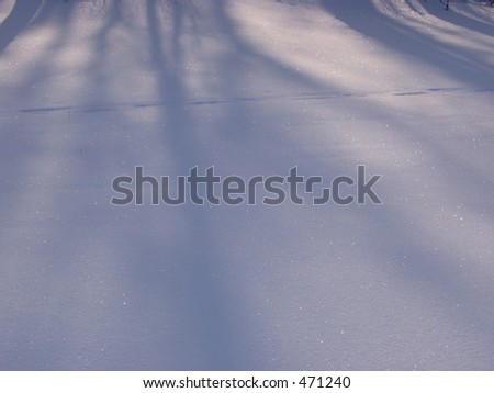 Tree shadows on snow