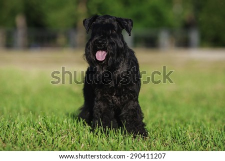 One male dog of Zwergschnauzer breed with black hair  and tongue outside and uncut ears and tail standing outside in a park on a green grass on sunny day in summer.