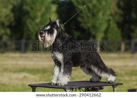One male dog of Zwergschnauzer breed with pepper and sault color hair  and tongue outside  and cut ears and tail standing on a table on a lead outside in park on a green grass on sunny day in summer.