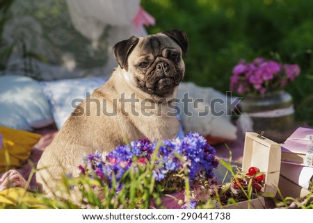 One dog of pug breed with silver color coat  sitting on a picnic cover in park with green grass on sunny day in summer with flowers, books and cherries and pillows around.