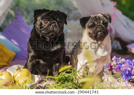 Two dogs of pug breed with black and silver color coat  sitting on a picnic cover in park with green grass on sunny day in summer with flowers, apples and pillows around.