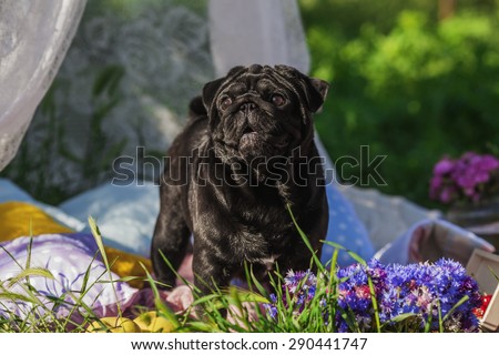 One dog of pug breed with black color coat and tongue out standing on a picnic cover in park with green grass on sunny day in summer with flowers and pillows around.