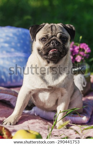 One dog of pug breed with silver color coat and tongue out sitting on a picnic cover in park with green grass on sunny day in summer with flowers, apples and pillows around.