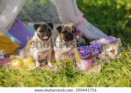 Two dogs of pug breed with silver color coat and tongue out sitting on a picnic cover in park with green grass on sunny day in summer with flowers, apples and pillows around.