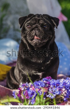 One dog of pug breed with black color coat and tongue out sitting on a picnic cover in park with green grass on sunny day in summer with flowers and pillows around.