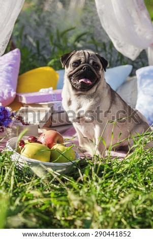 One dog of pug breed with silver color coat and tongue out sitting on picnic cover in park with green grass on sunny day in summer with flowers, books, apples and pillows around.