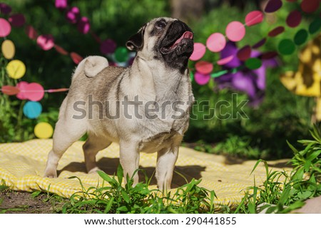 One dog of pug breed with silver color coat and tongue out standing on a picnic cover in park with green grass on sunny day in summer with decorations of paper rounds.