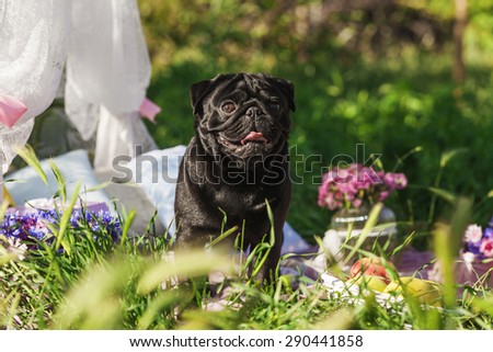 One dog of pug breed with black color coat and tongue out standing on a picnic cover in park with green grass on sunny day in summer with flowers, apples and pillows around.