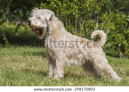 One dog of Irish Soft Coated Wheaten Terrier breed standing outdoors on green grass