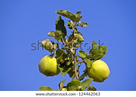 Two quince fruits on the branch