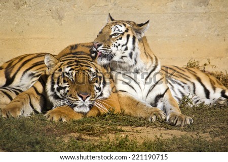 Siberian tigress licking the tiger