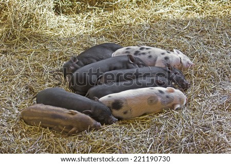 Group of the little sleeping pigs in the farm