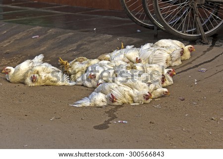 Alive chickens for sale at the market in Tirupati, India