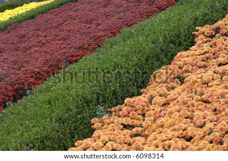 Colorful rows of fall flowers.