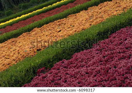 Colorful bands of fall flowers.